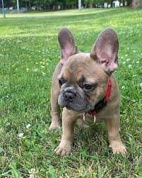 Socialization training is vital to making your new blue french bulldog puppy a good canine citizen, as dog aggression is a growing problem in many areas. French Bulldog For Sale Ukraine Dogs French Bulldog Puppies Available Facebook