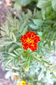 Check spelling or type a new query. The Benefit Of Planting Marigolds In Your Vegetable Garden
