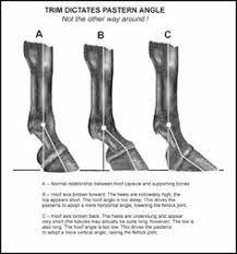 See more ideas about club foot, horse health, horse care. 28 Club Foot Ideas Club Foot Horse Health Horse Care