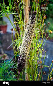 Image result for Cenchrus americanus