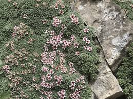 Image result for Pearsonia uniflora