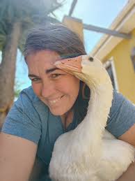 Geese for sale as pets or meat