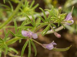 Image result for Cleome rubella