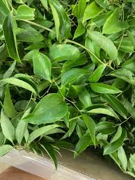 Image result for Smilax