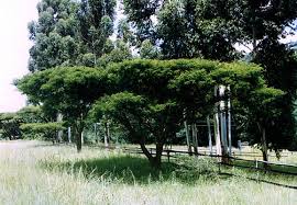 Image result for Acacia abyssinica