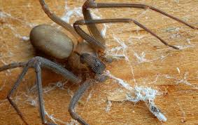 The response from the corporate media and the left was predictable. Cantu Pest Termite A Guide To Spiders In Fort Worth Dallas Tx