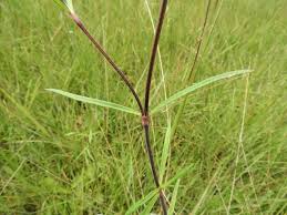 Image result for Spermacoce sphaerostigma