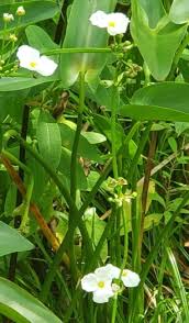 Image result for Agelanthus deltae