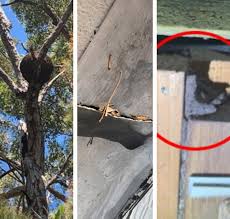 Frank and fearless building and pest inspection in brisbane. Brisbane Building And Pest Inspection Services Southside And Bayside