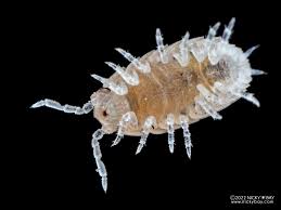 Image result for Isoberlinia tomentosa