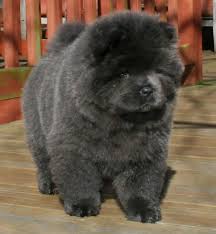 Black And Grey Dog Long Haired Chow Chow Puppy With Black Grey Color Chow Chow Dogs Chow Chow Chow Chow Puppy