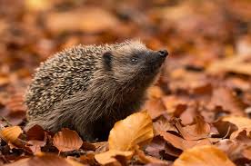 Igel Im Garten So Wird Er Igelfreundlich Das Haus In 2020 Igel Im Garten Igel Igel Futtern