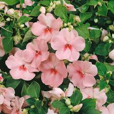 Image result for Impatiens keilii