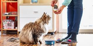 Cats should always be provided with cooked fish to minimise the risk of salmonella poisoning. How To Buy The Best Cat Food According To Veterinarians