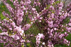 Almond is a small tree that grows to a height of up to 33 feet (10 m). Dwarf Flowering Almond Plant Care And Growing Guide