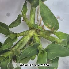 Image result for Urochloa panicoides