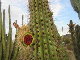 I have more pictures of it if anyone would like i lived for many years in mexico where the pitaya is a much prized plant. Cannundrums Organ Pipe Cactus Fruit