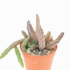 Image result for Huernia volkartii