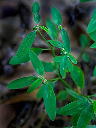 Image result for Euphorbia graminea