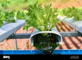 Vegetable Hydroponic System Young And Fresh Vegetable Frillice Iceberg Salad Growing Garden Hydroponic Farm Salad On Water Without Soil Agriculture Stock Photo Alamy