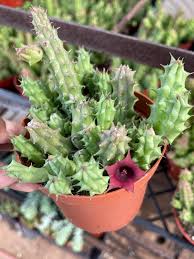 Image result for Huernia leachii