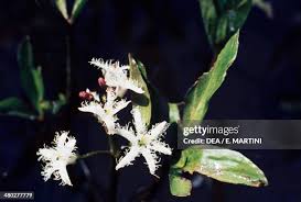 Image result for Menyanthaceae