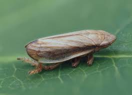 Image result for Nesaea linearis