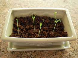 Growing A Bonsai From A Seed Bonsai Tree Care Bonsai Soil Buy Bonsai Tree