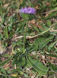 Image result for Elephantopus