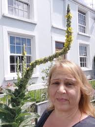 Mullein queen of flowers. After a day the flowers drop and I dry them for  winter teas in the cough and cold season. The flowers also seem to bring  dreams. #mullein
