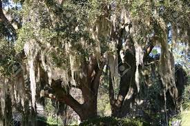 Check spelling or type a new query. Spanish Moss Hangt An Einem Baum In Hilton Head Island South Carolina Lizenzfreie Fotos Bilder Und Stock Fotografie Image 17625285