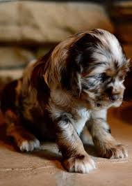 Black And Brown Cocker Spaniel Puppy Pin By Tania Menges On Cocker Spaniels Cockapoo Puppies Puppies Dog Lovers