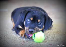 Black And Tan Jack Russell Terrier Puppies For Sale American Hunt Terrier Club Association Black And Tan Terrier Jack Russell Terrier Puppy