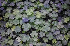 Image result for Oxalis corniculata