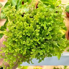 Image result for Selaginella kraussiana