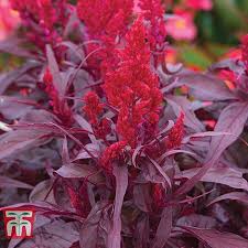 Celosia Dragon S Breath Thompson Morgan