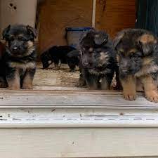Hours may change under current circumstances Sunset Farm German Shepherds Home Facebook