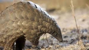Image result for wildlife around the world