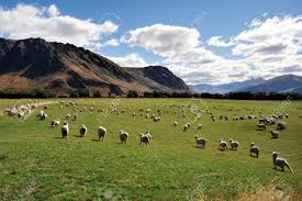 This means 'land of the long white cloud'. Farm With Sheep Landscape In South Island New Zealand Stock Photo Picture And Royalty Free Image Image 45356240