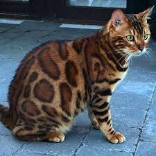 Belgian Bengal Cat Those Phenomenal Blue Green Eyes Are So Gorgeous The Most Beautiful Bengal I Have Ever Seen Such A Beautiful Cats Cute Cats Pretty Cats