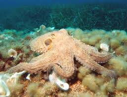 Octopus Wikipedia