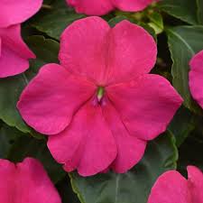 Image result for Impatiens
