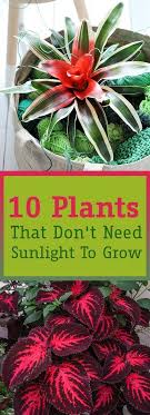 Sometimes You Just Can T Expose Your Plants To Enough Sunlight Like If You Live In An Apartment And You Don T Have Wohnung Pflanzen Outdoor Pflanzen Pflanzen