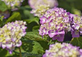 Check spelling or type a new query. Hydrangeas Endless Summer Hydrangea Hydrangea Not Blooming Plants
