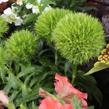 Ask gardenerd pruning back milkweed gardenerd. Cottage Farms Direct Perennials Green Ball Dianthus 2pc