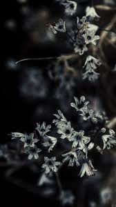 Screensaver For Iphone 7 4 Of 10 With White Flowers Screen Savers Wallpapers Backgrounds Screen Savers Wallpapers Iphone 7 Wallpapers