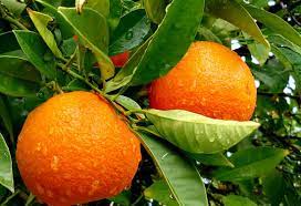 Para Que Sirve La Hoja De Naranja Que Curan