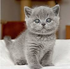 What i do know is that in nature, wild small cats and feral domesticated cats only shed once or twice a year, as the seasons change and they need more or less insulation to remain comfortable. Do British Shorthair Cats Shed Hair British Shorthair