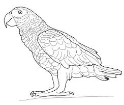 African Gray Parrot Coloring Page Free Printable Coloring Pages African Grey Parrot Parrots Art African Grey