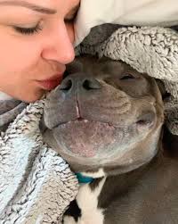 Pit Bull Lovers